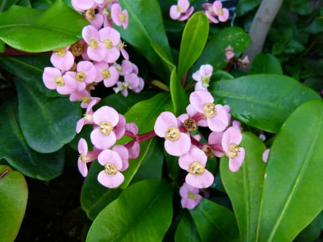 Madagascar Euphorbia