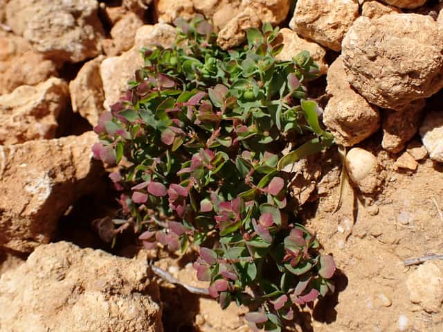 Petty Spurge