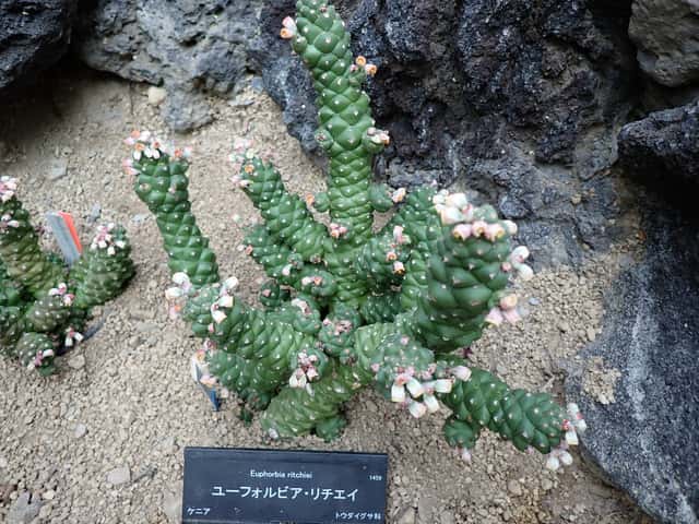Ritchie's Euphorbia