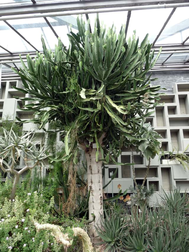 Leuchterbaum