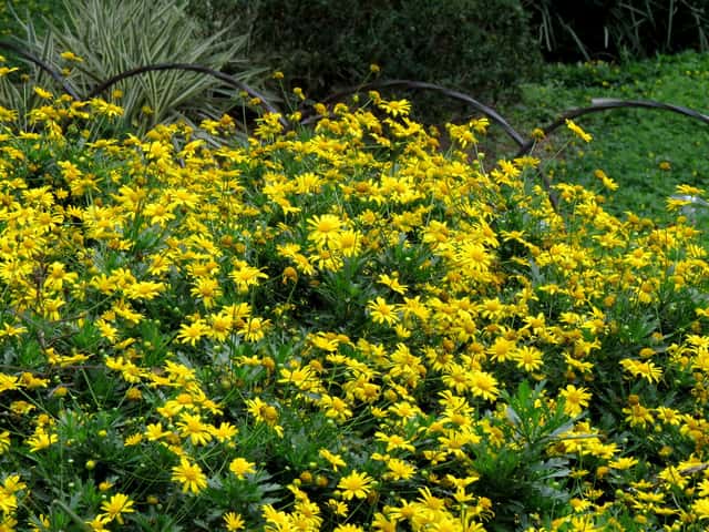 African Bush Daisy