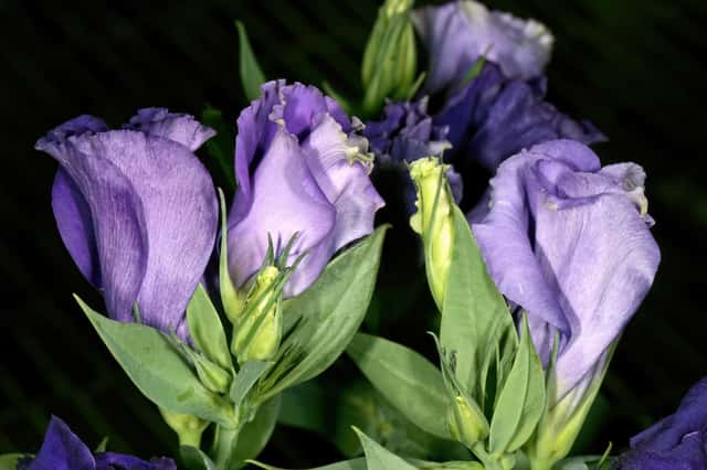 Eustoma russellianum