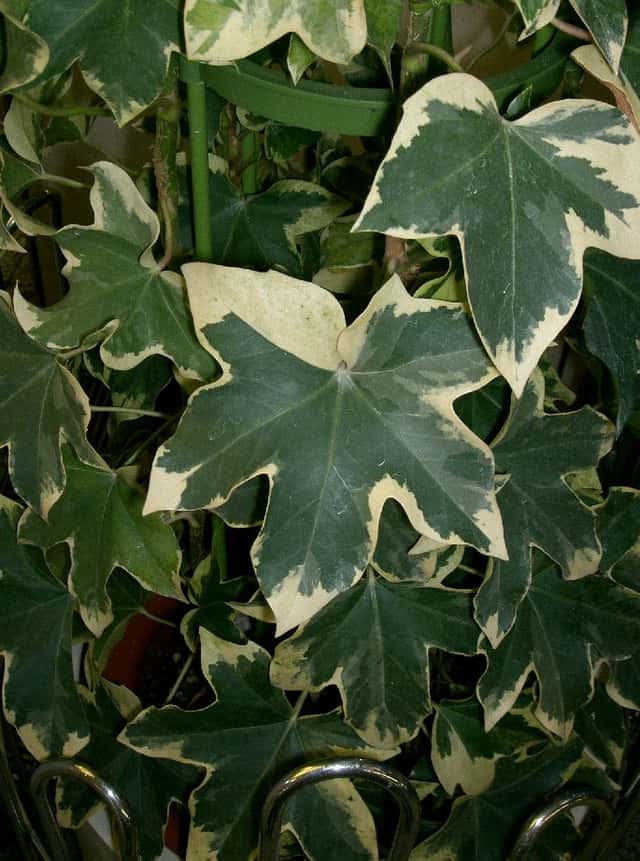 Tree Ivy