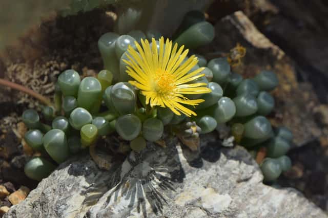 Planta ventana
