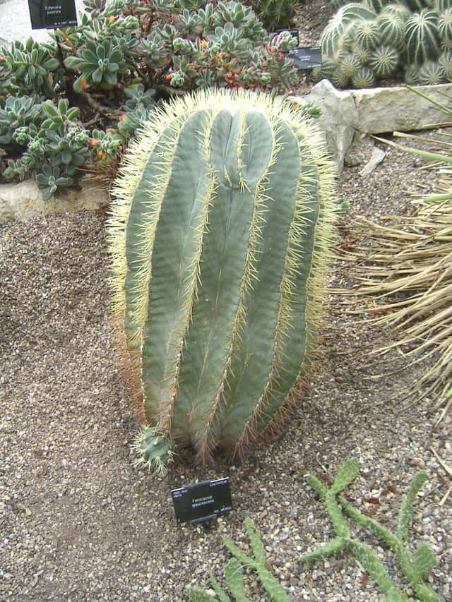 Cacto Barril Azul