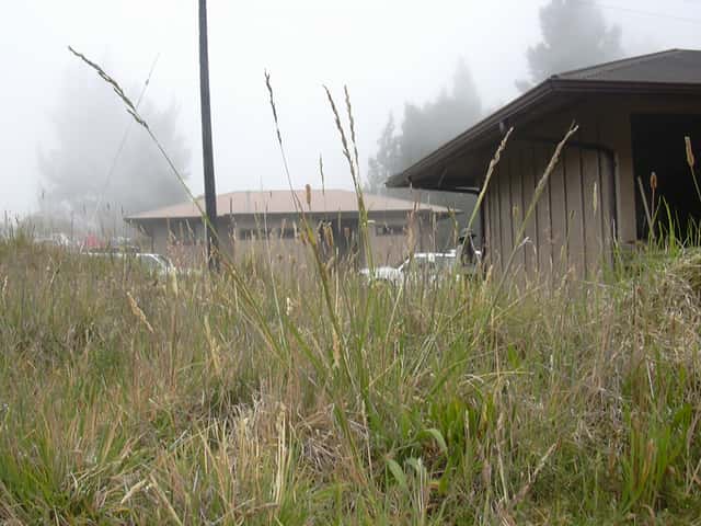 Cañuela alta
