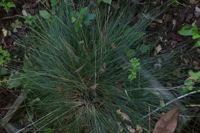 Festuca-das-ovelhas