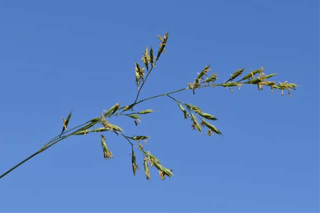 Festuca roja
