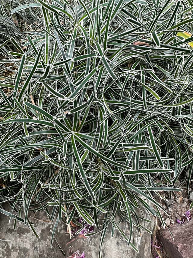 Sedge