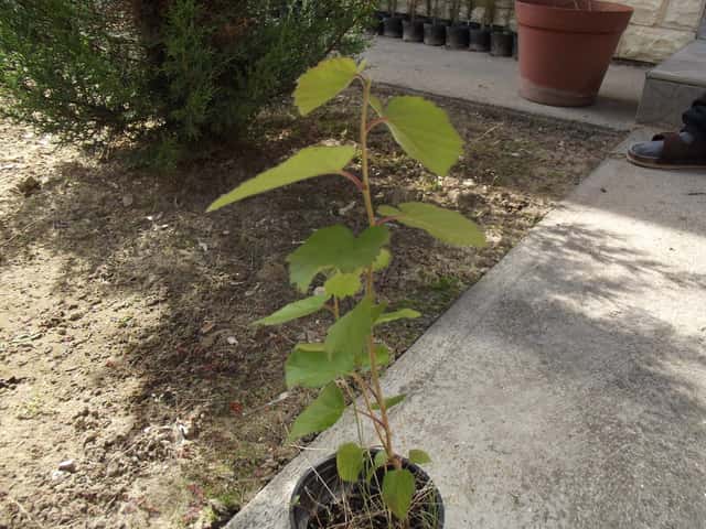 Afganistanska smokva