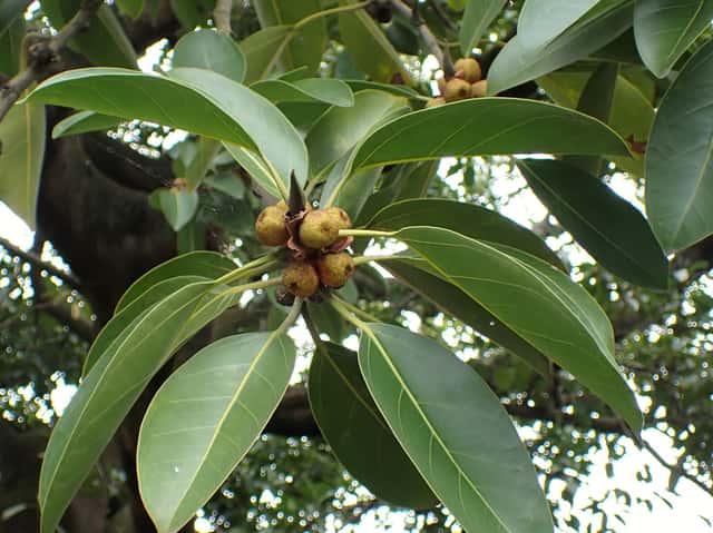 Árbol del Consejo
