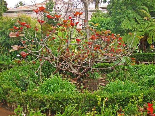 Figueira-de-Roxburgh