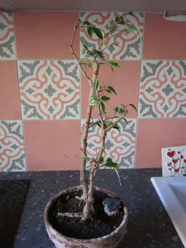 Variegated Weeping Fig
