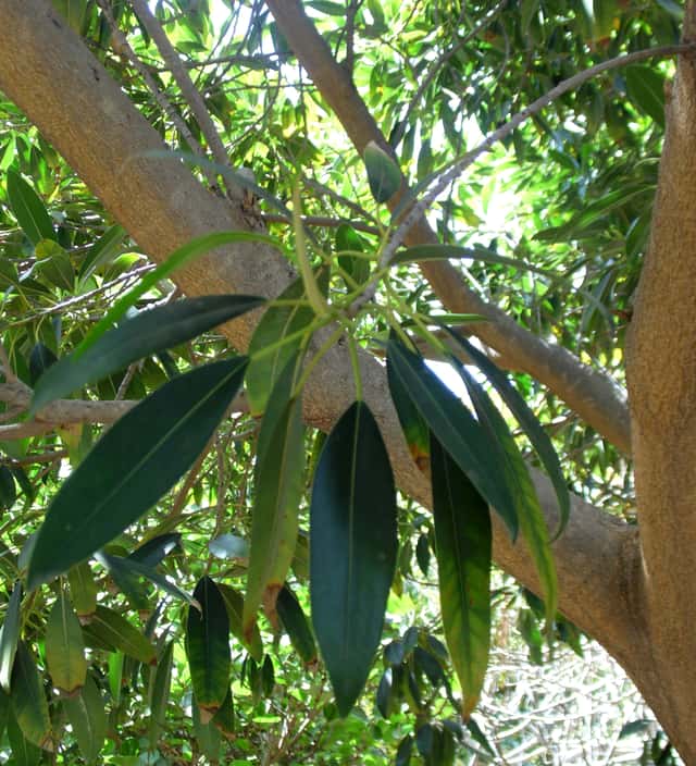 Ficus Alii