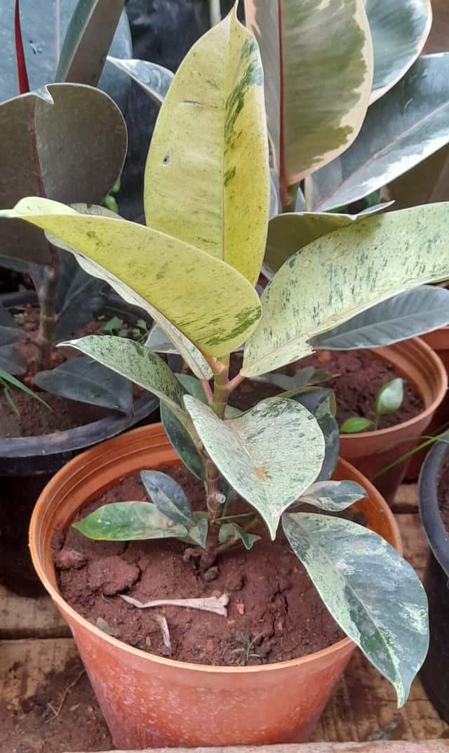 Fikus Shivereana