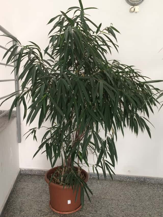 Ficus de hoja angosta