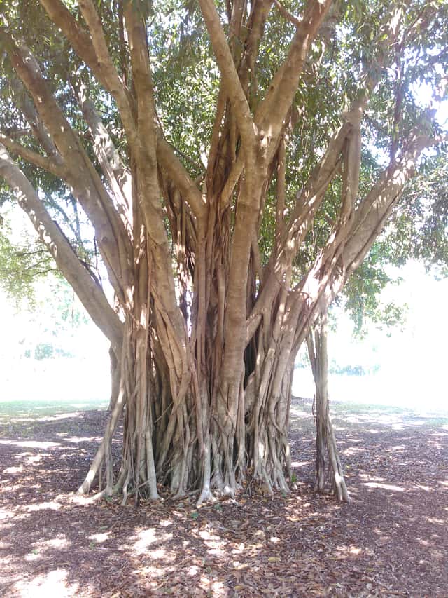 Moreton Bay Fig