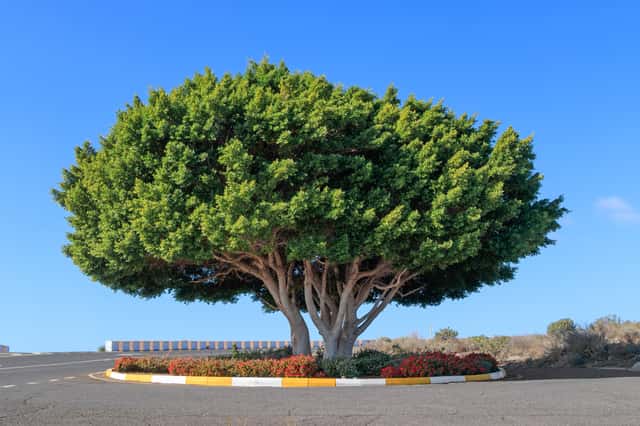 Chinese Banyan