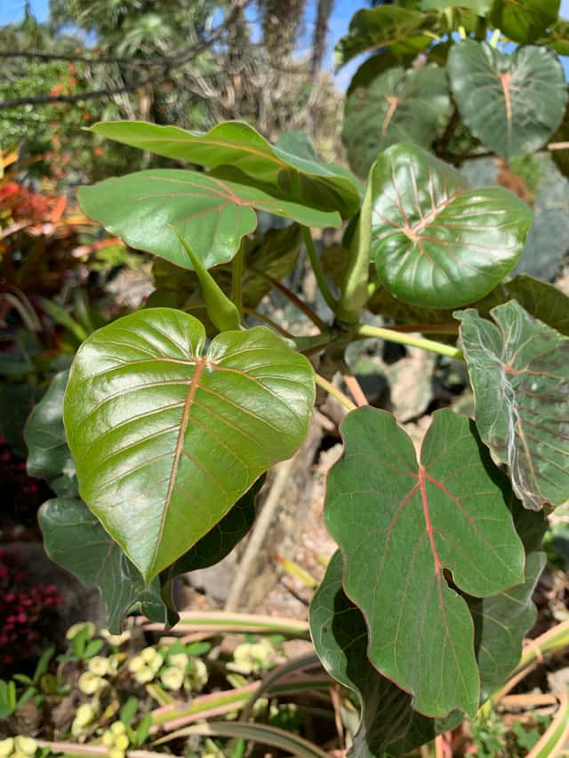Rock Fig