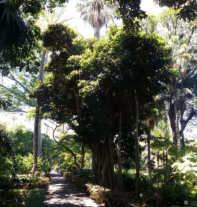 Port Jackson Fig