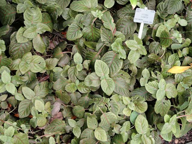 Fitonia gigante
