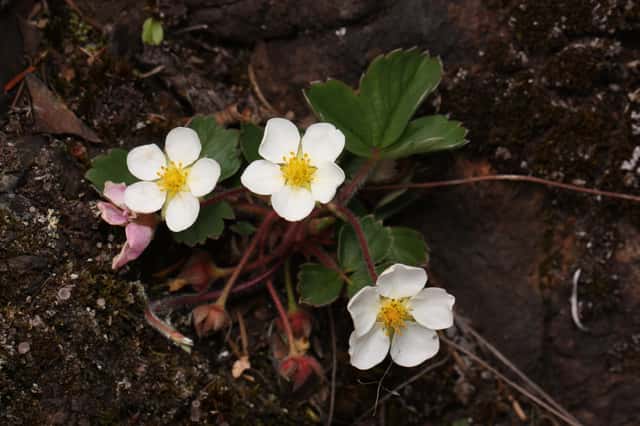 Virginia Strawberry