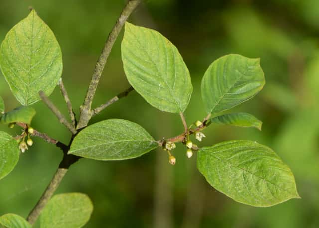 Frangula