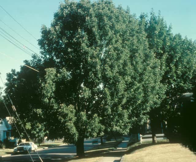 Ash (genus)
