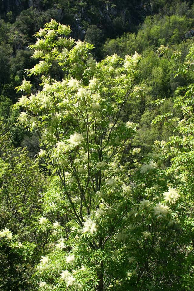 Fresno de flor