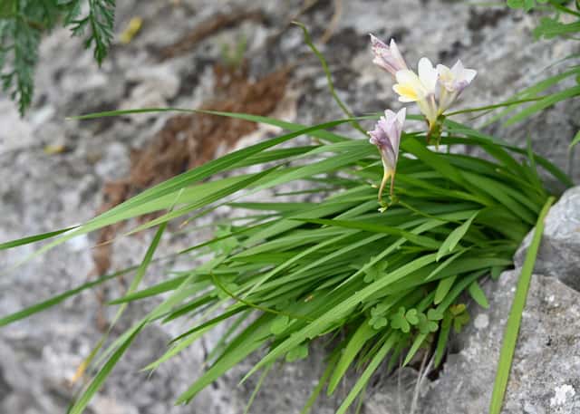 Frezija