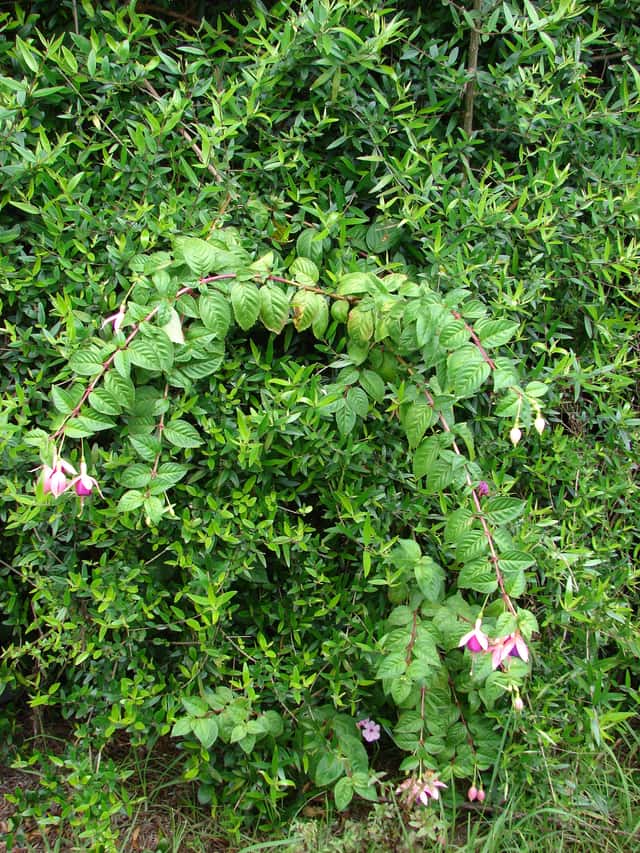 Fuchsia