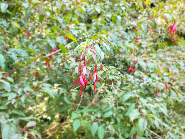 Hardy Fuchsia