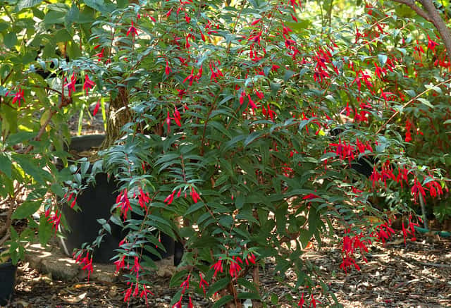 Fucsia regia
