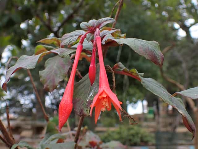 Honeysuckle Fuchsia