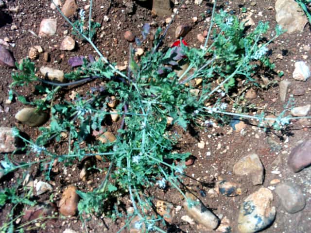 White ramping fumitory