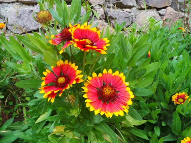 Common Blanketflower