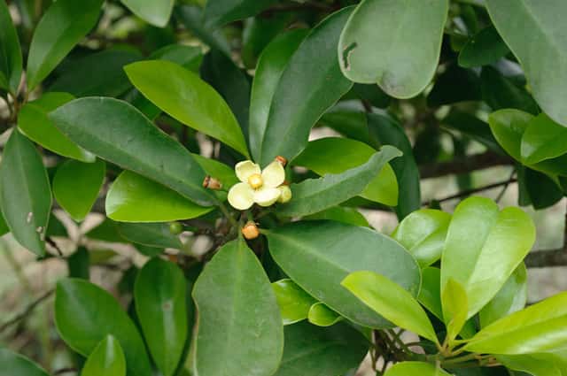 Garcinia