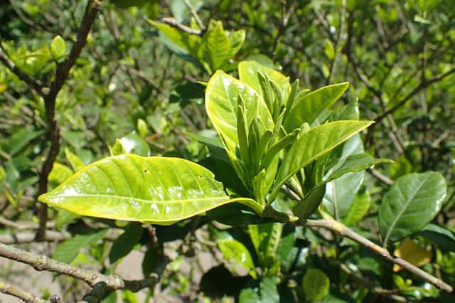 Gardenia
