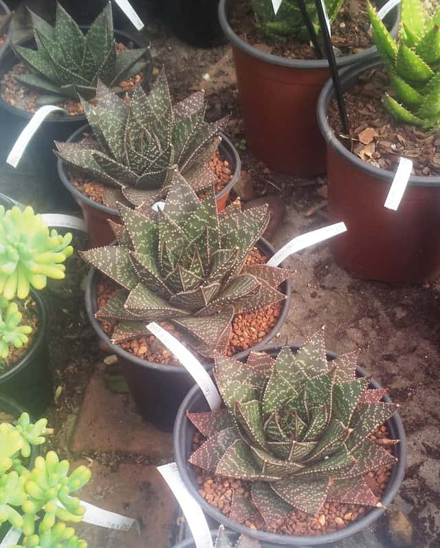 Gasteraloe