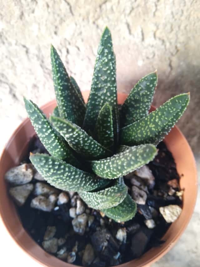 Gasteraloe (gênero híbrido)
