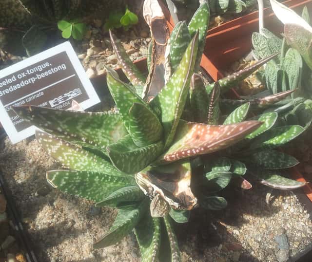 Gasteria-língua-de-vaca