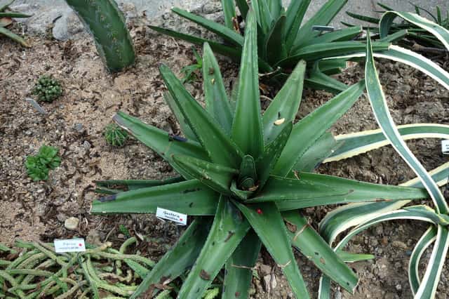 Língua-de-boi-gigante
