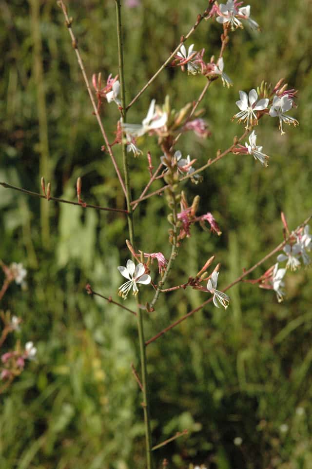 Biennial Gaura