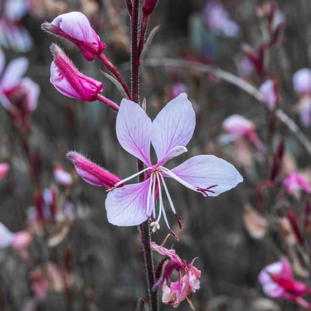 White Gaura