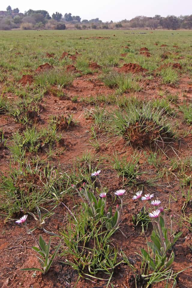 Gerbera-selvagem
