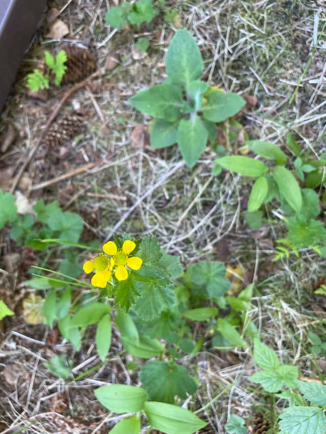 Geum de Folha Grande