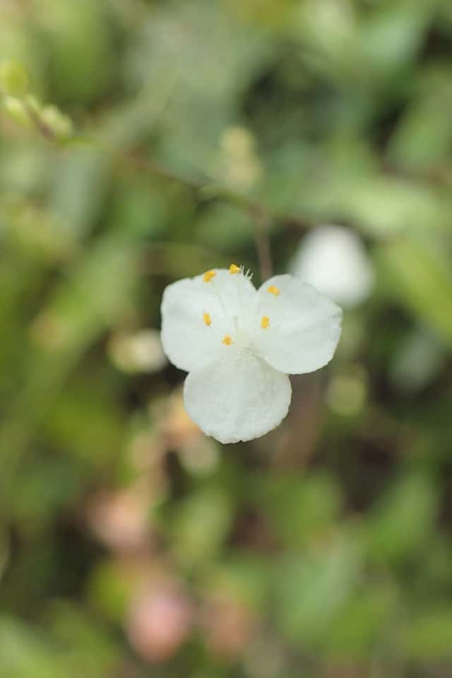 Brautschleier