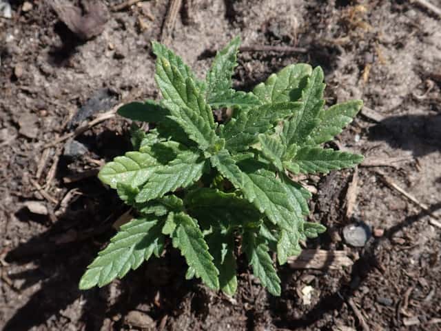 Verbena