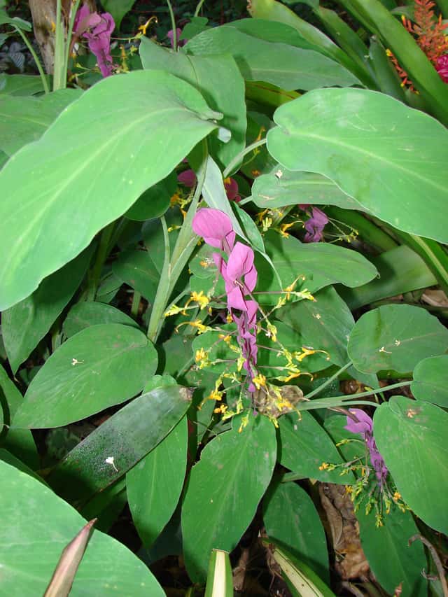 Gengibre Dama Dançante