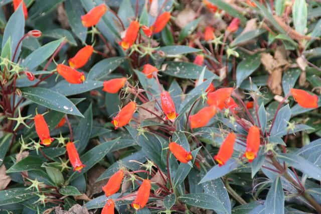 Gloxínia-da-floresta